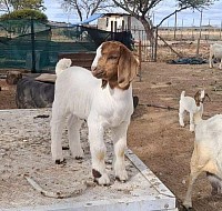 The next generation, bigger, better, Boer