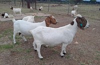 Heart water veld hardend breed standard Boer goats